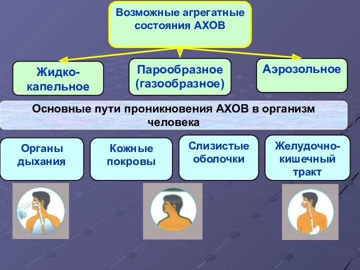 Органы дыхания Желудочно- кишечный тракт Кожные покровы Слизистые оболочки Основные