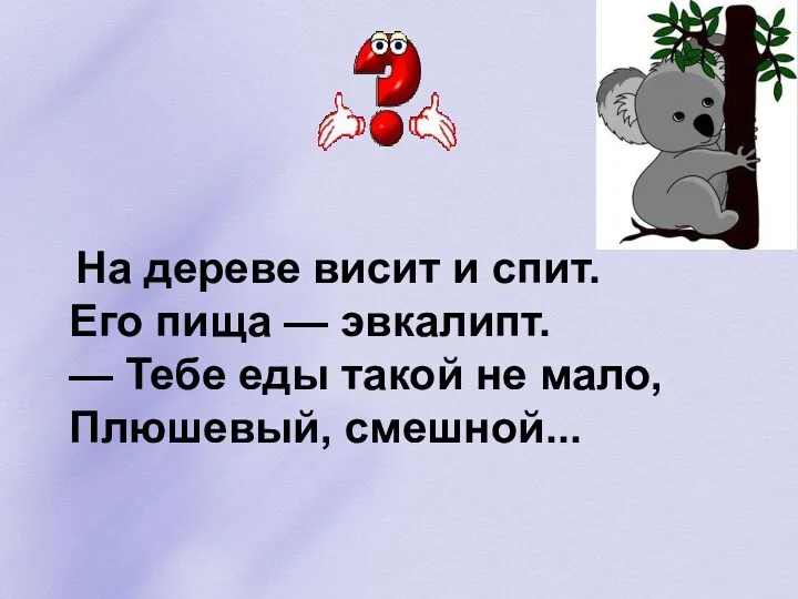 На дереве висит и спит. Его пища — эвкалипт. — Тебе еды такой