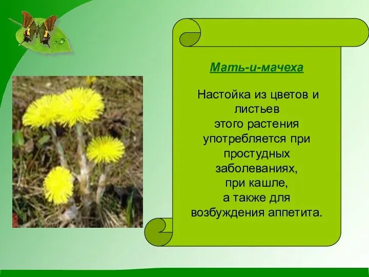 Мать-и-мачеха Настойка из цветов и листьев этого растения употребляется при простудных заболеваниях, при
