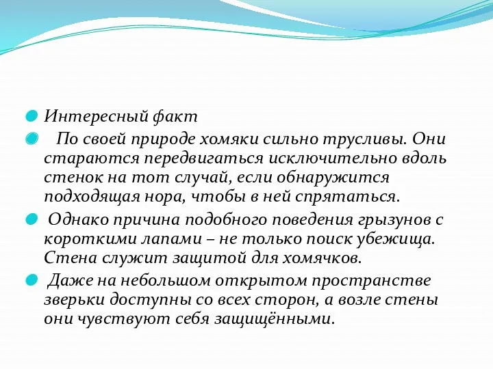 Интересный факт По своей природе хомяки сильно трусливы. Они стараются