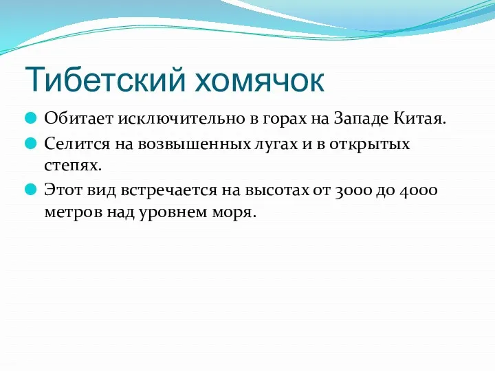 Тибетский хомячок Обитает исключительно в горах на Западе Китая. Селится