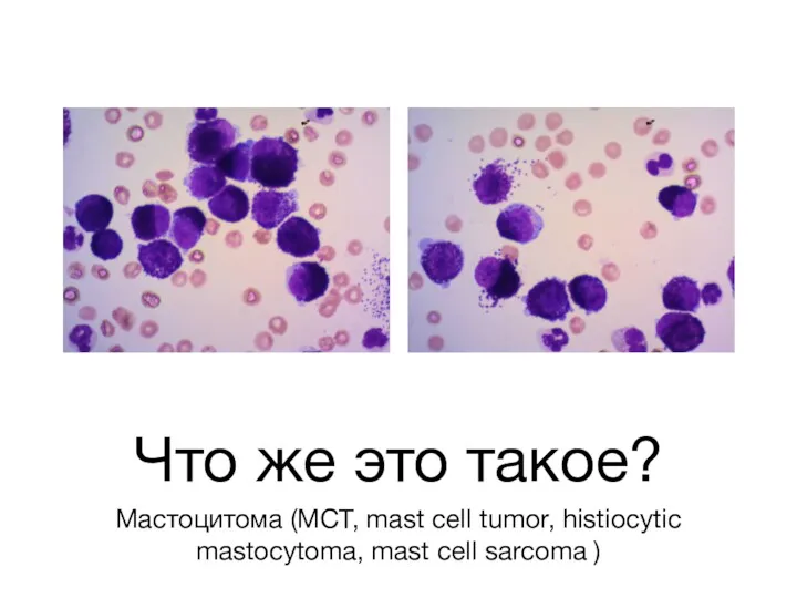 Что же это такое? Мастоцитома (MCT, mast cell tumor, histiocytic mastocytoma, mast cell sarcoma )