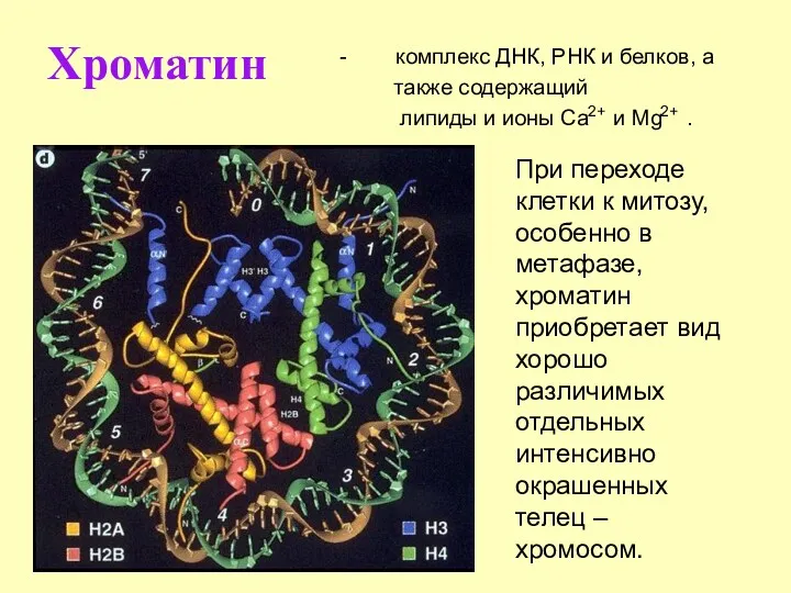 Хроматин - комплекс ДНК, РНК и белков, а также содержащий