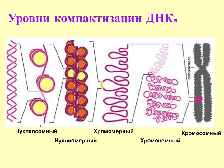 Уровни компактизации ДНК. Нуклеосомный Нуклиомерный Хромомерный Хромонемный Хромосомный