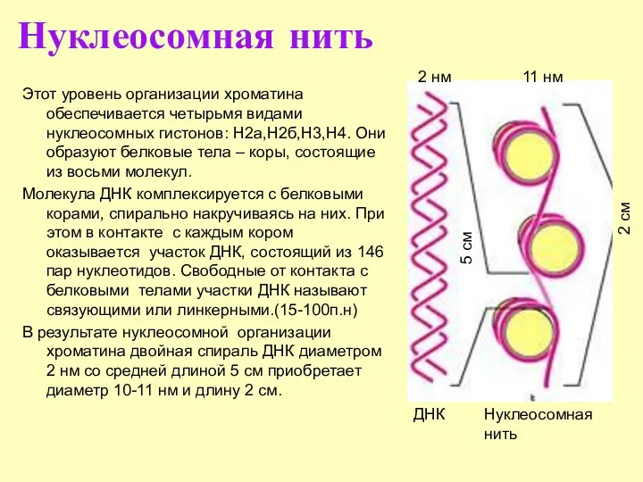 Нуклеосомная нить Этот уровень организации хроматина обеспечивается четырьмя видами нуклеосомных