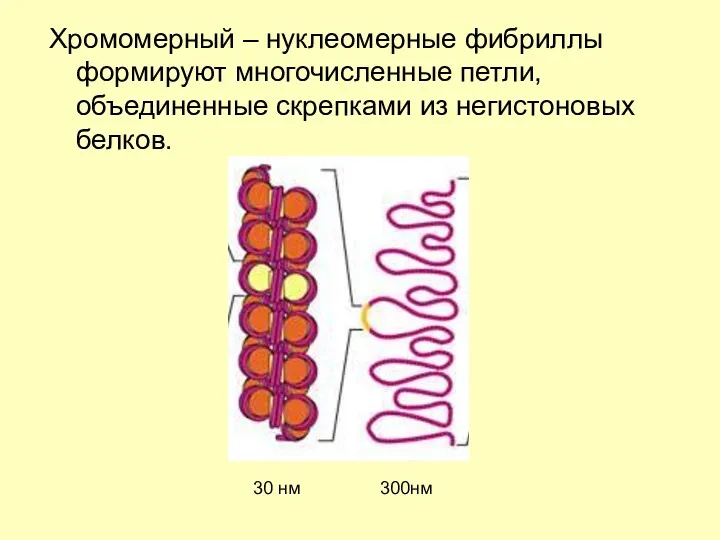 Хромомерный – нуклеомерные фибриллы формируют многочисленные петли, объединенные скрепками из негистоновых белков. 30 нм 300нм
