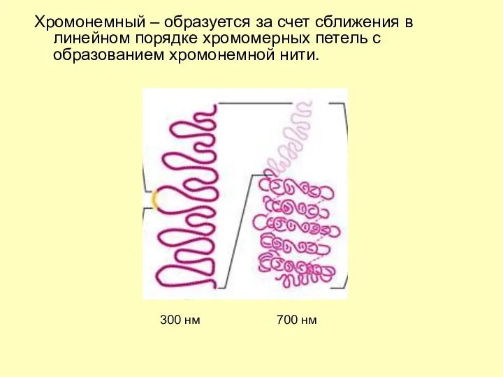 Хромонемный – образуется за счет сближения в линейном порядке хромомерных