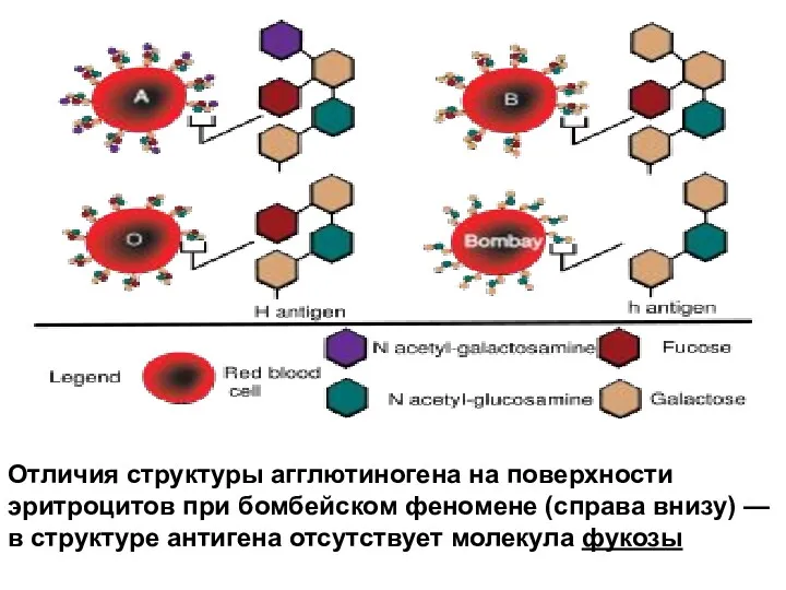 Отличия структуры агглютиногена на поверхности эритроцитов при бомбейском феномене (справа