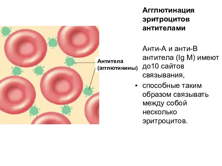 Агглютинация эритроцитов антителами Анти-А и анти-В антитела (Ig M) имеют