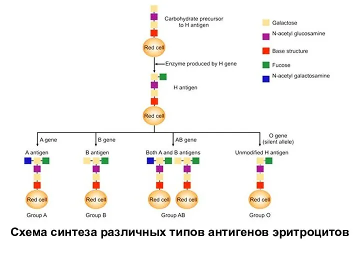 Схема синтеза различных типов антигенов эритроцитов