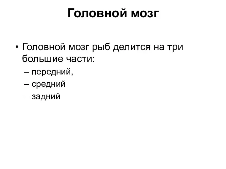 Головной мозг Головной мозг рыб делится на три большие части: передний, средний задний