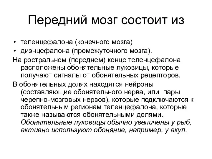 Передний мозг состоит из теленцефалона (конечного мозга) диэнцефалона (промежуточного мозга).