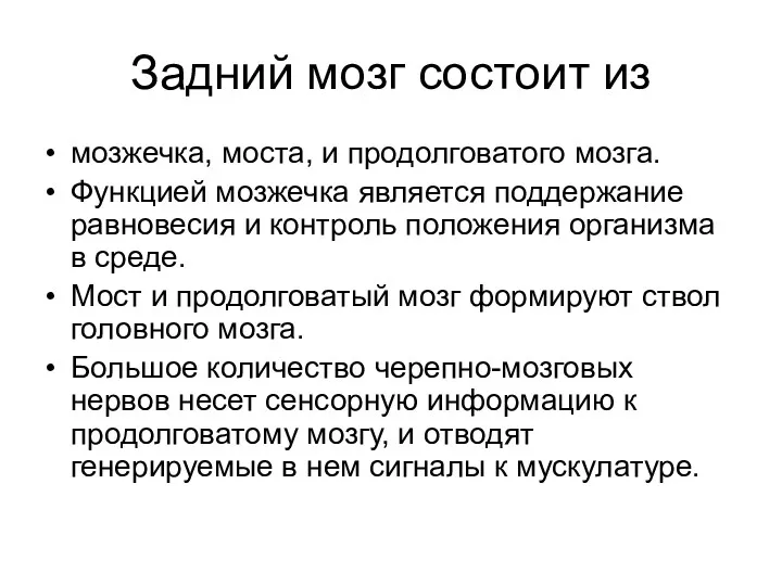 Задний мозг состоит из мозжечка, моста, и продолговатого мозга. Функцией