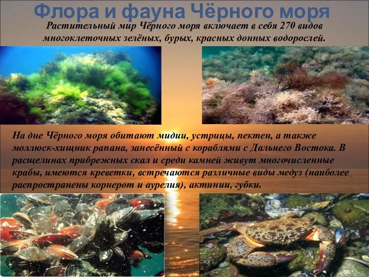 Флора и фауна Чёрного моря Растительный мир Чёрного моря включает