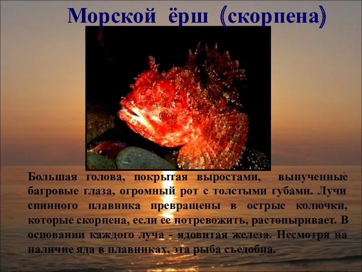 Морской ёрш (скорпена) Большая голова, покрытая выростами, выпученные багровые глаза,