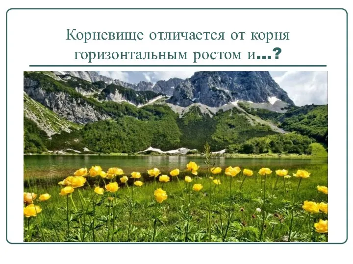 Корневище отличается от корня горизонтальным ростом и…?