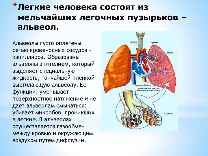 Легкие человека состоят из мельчайших легочных пузырьков – альвеол. Альвеолы