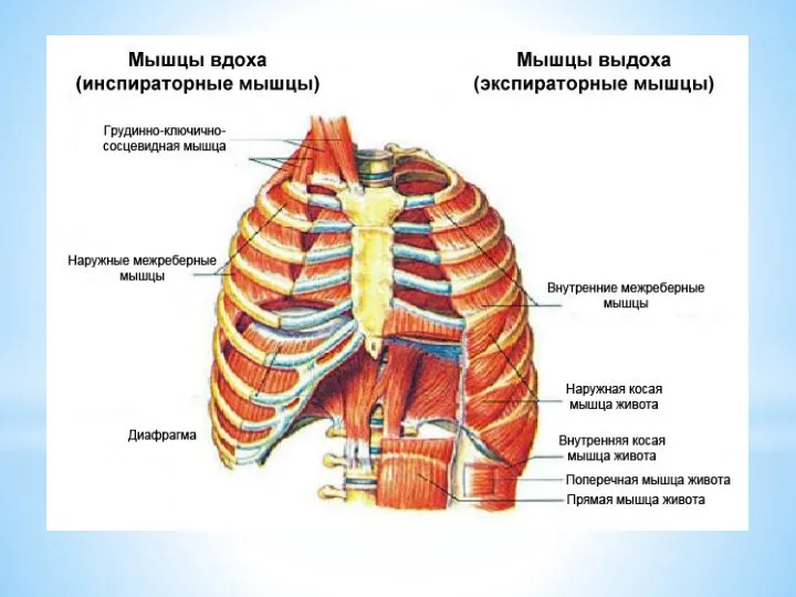 Дыхательные мышцы