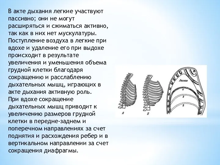 В акте дыхания легкие участвуют пассивно; они не могут расширяться