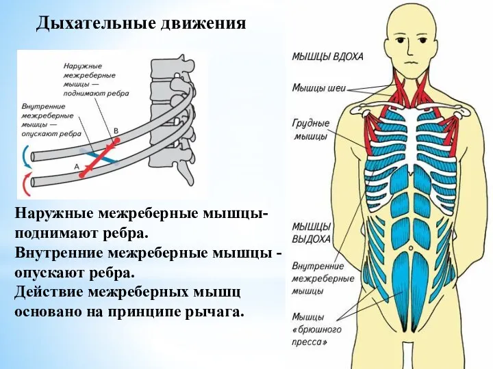 Наружные межреберные мышцы- поднимают ребра. Внутренние межреберные мышцы - опускают