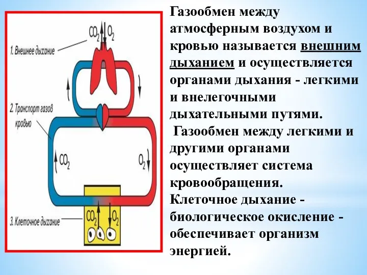 Газообмен между атмосферным воздухом и кровью называется внешним дыханием и