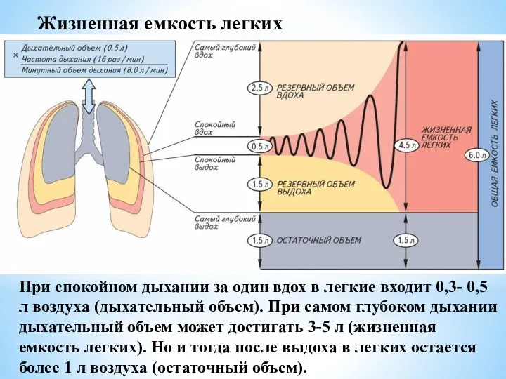 При спокойном дыхании за один вдох в легкие входит 0,3-