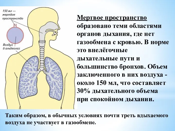 Мертвое пространство образовано теми областями органов дыхания, где нет газообмена