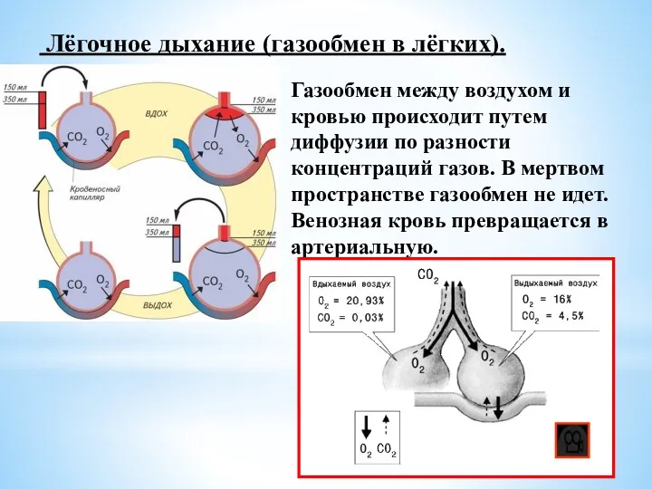 Лёгочное дыхание (газообмен в лёгких). Газообмен между воздухом и кровью