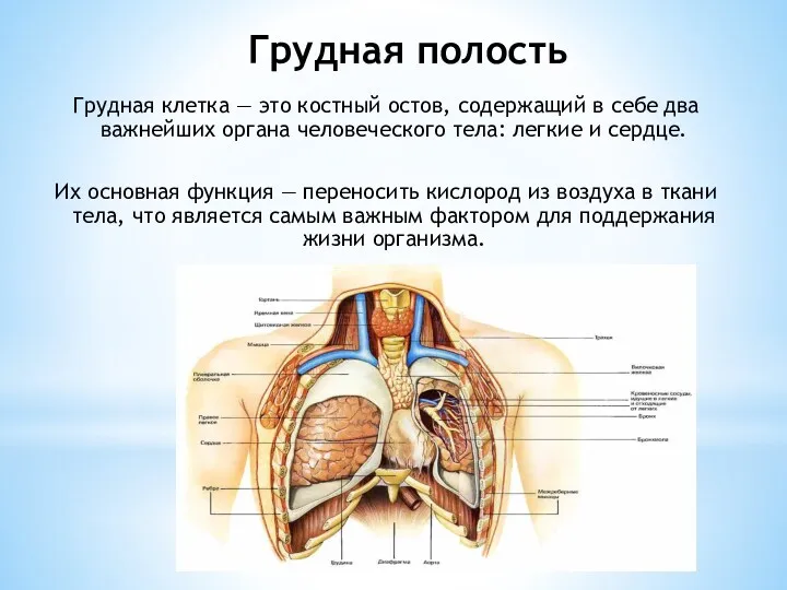 Грудная полость Грудная клетка — это костный остов, содержащий в