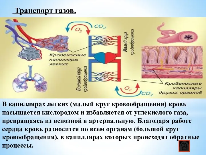 Транспорт газов. В капиллярах легких (малый круг кровообращения) кровь насыщается