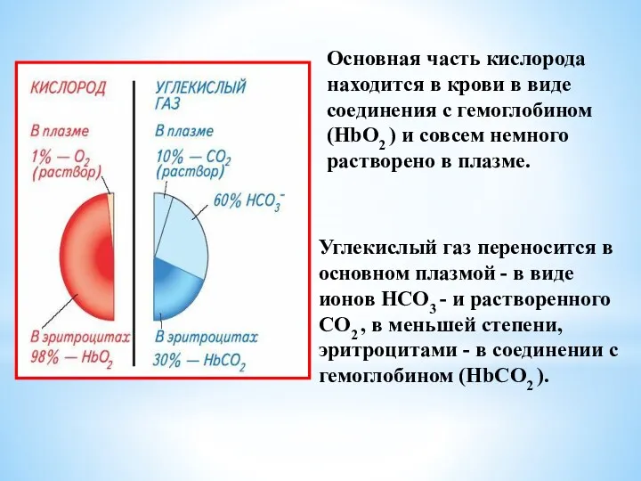 Основная часть кислорода находится в крови в виде соединения с