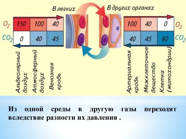 Из одной среды в другую газы переходят вследствие разности их давления .