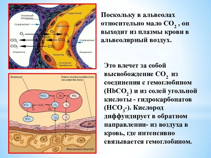 Это влечет за собой высвобождение CO2 из соединения с гемоглобином