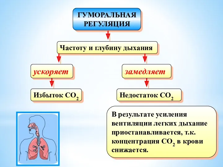 ГУМОРАЛЬНАЯ РЕГУЛЯЦИЯ Частоту и глубину дыхания ускоряет Избыток CO2 замедляет