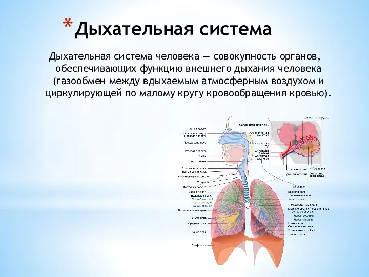 Дыхательная система Дыхательная система человека — совокупность органов, обеспечивающих функцию