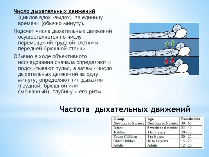 Частота дыхательных движений Число дыхательных движений (циклов вдох -выдох) за