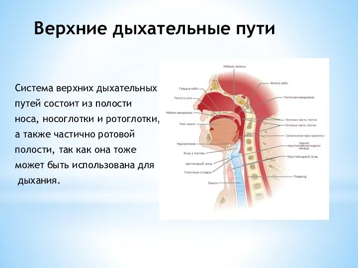 Верхние дыхательные пути Система верхних дыхательных путей состоит из полости