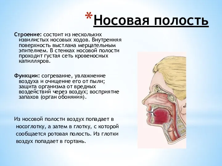 Носовая полость Строение: состоит из нескольких извилистых носовых ходов. Внутренняя