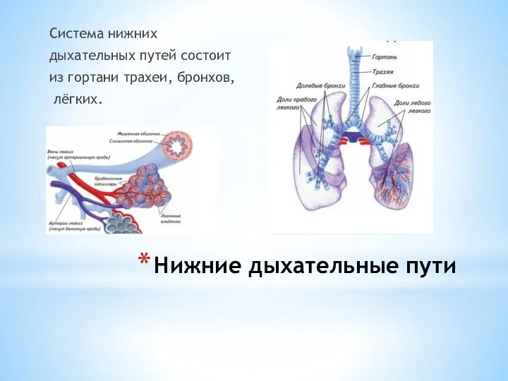 Нижние дыхательные пути Система нижних дыхательных путей состоит из гортани трахеи, бронхов, лёгких.