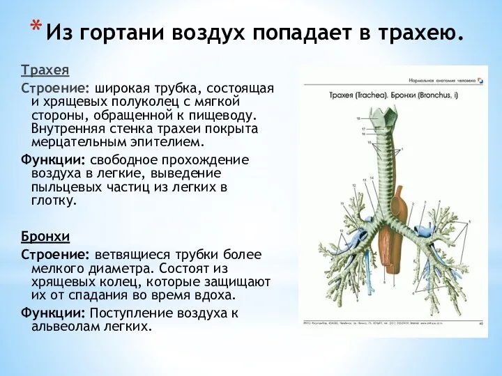 Из гортани воздух попадает в трахею. Трахея Строение: широкая трубка,