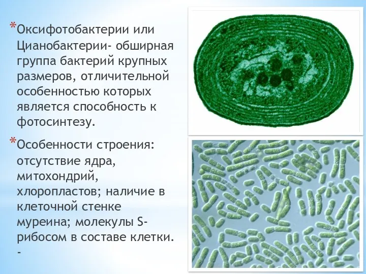 Оксифотобактерии или Цианобактерии- обширная группа бактерий крупных размеров, отличительной особенностью которых является способность