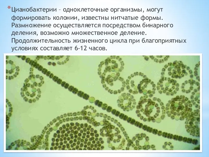 Цианобактерии – одноклеточные организмы, могут формировать колонии, известны нитчатые формы. Размножение осуществляется посредством