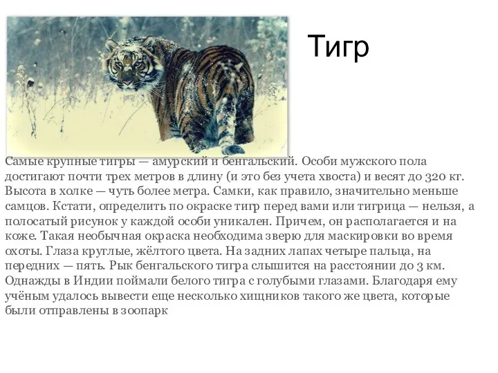 Тигр Самые крупные тигры — амурский и бенгальский. Особи мужского