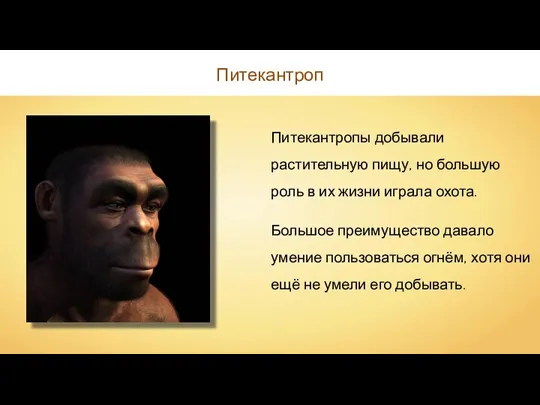 Питекантропы добывали растительную пищу, но большую роль в их жизни