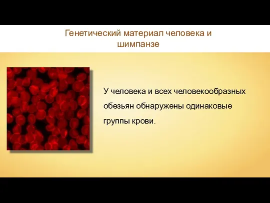 У человека и всех человекообразных обезьян обнаружены одинаковые группы крови. Генетический материал человека и шимпанзе