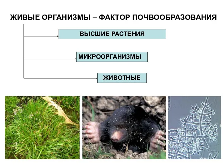 ЖИВЫЕ ОРГАНИЗМЫ – ФАКТОР ПОЧВООБРАЗОВАНИЯ ВЫСШИЕ РАСТЕНИЯ ЖИВОТНЫЕ МИКРООРГАНИЗМЫ