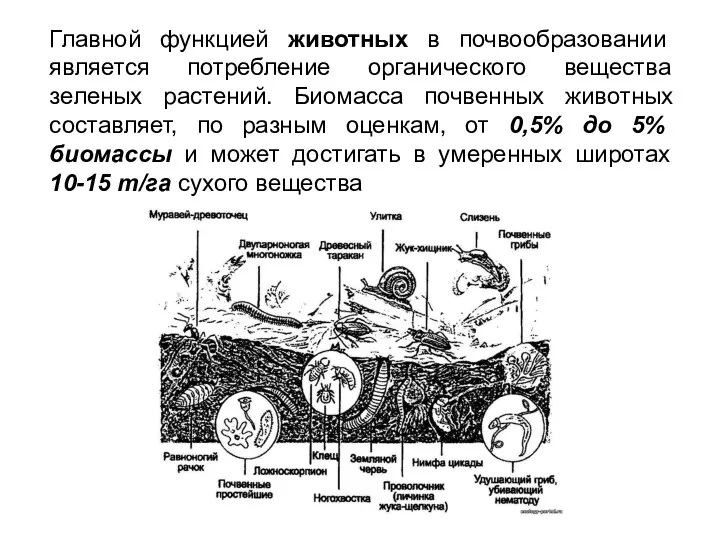 Главной функцией животных в почвообразовании является потребление органического вещества зеленых