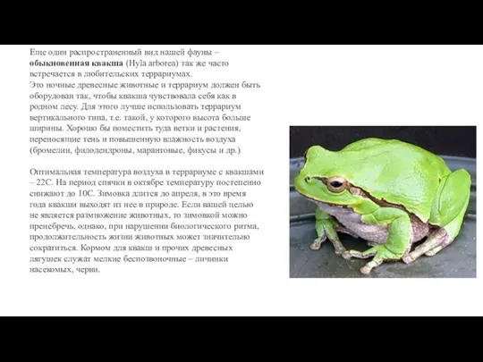 Еще один распространенный вид нашей фауны – обыкновенная квакша (Hyla