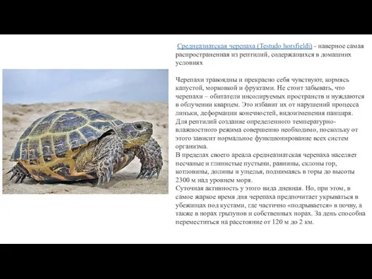 Среднеазиатская черепаха (Testudo horsfieldi) - наверное самая распространенная из рептилий, содержащихся в домашних