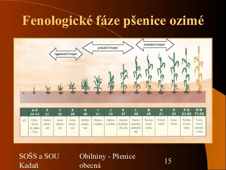 SOŠS a SOU Kadaň Obilniny - Pšenice obecná Fenologické fáze pšenice ozimé